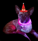Dog Light up Collar LED Collar