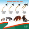 Natural Herbal Antibiotics for Cats and Dogs
